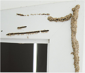 白蚁对家庭木构件的危害